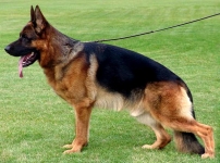 public/dog_images/642/1720525019.Tyson vom Köttersbusch.jpg